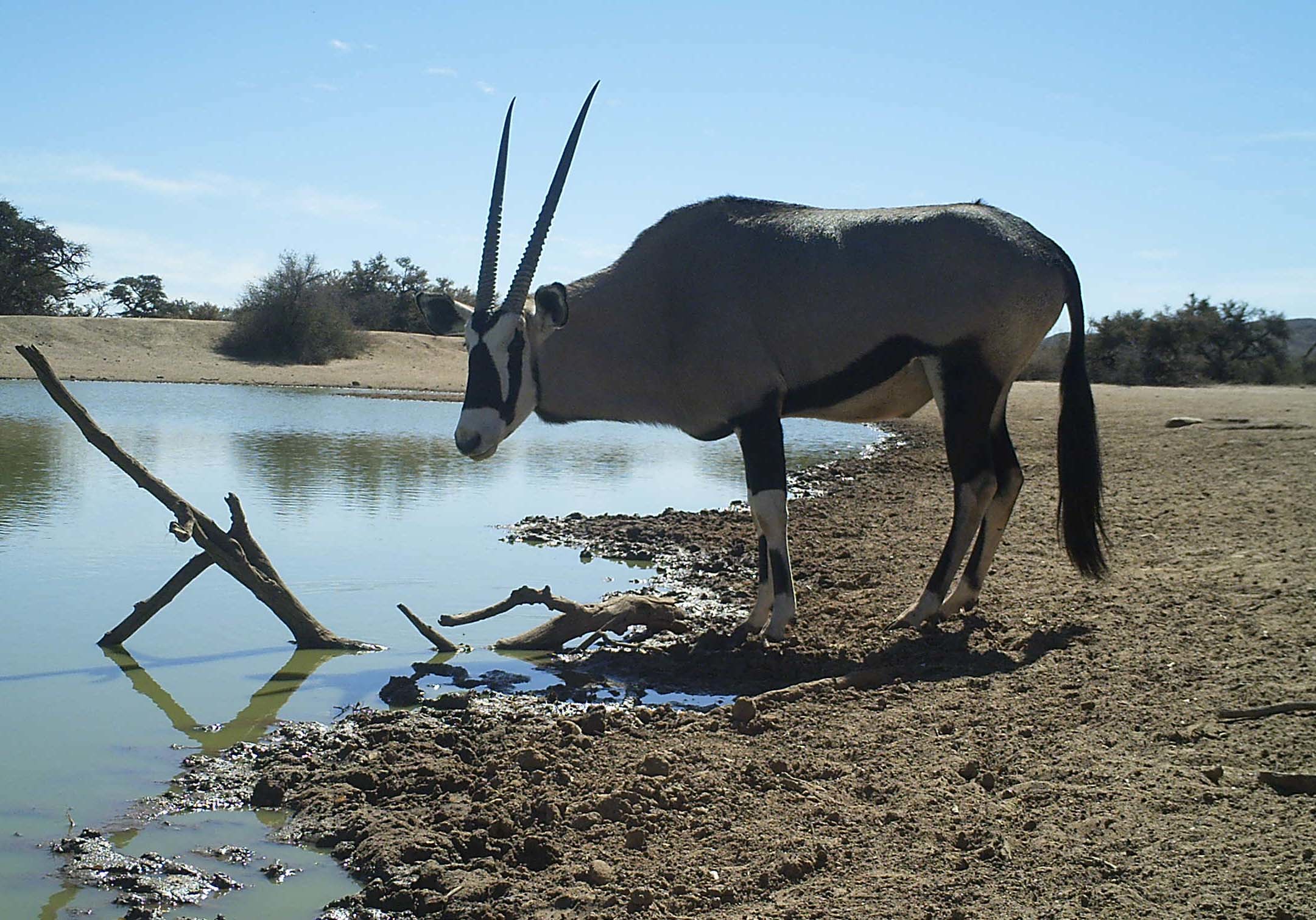 Image of Gemsbok