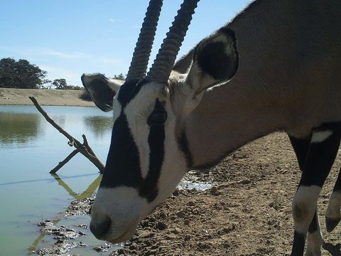 Image of Gemsbok