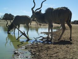 Image of Greater Kudu