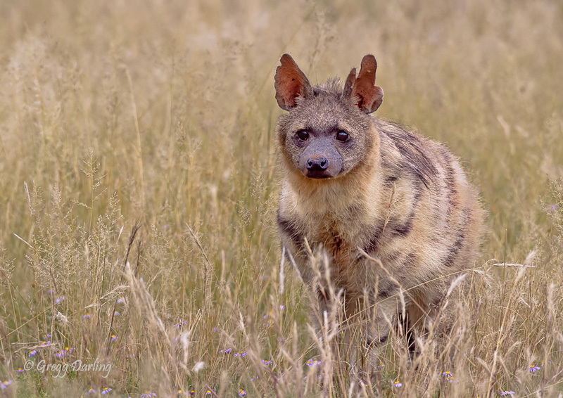 Image of Aardwolves