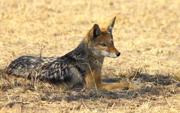 Image of Black-backed Jackal