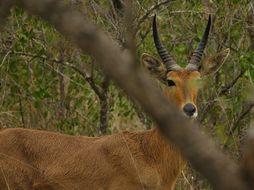 Image of Southern Reedbuck