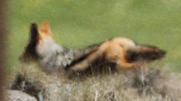 Image of Black-backed Jackal