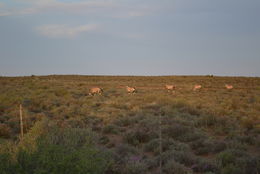 Image of Gemsbok