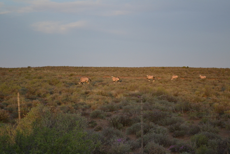 Image of Gemsbok