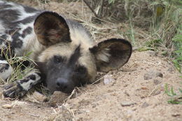 Image of African Hunting Dog