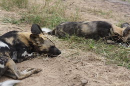 Image of African Hunting Dog