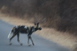 Image of African Hunting Dog