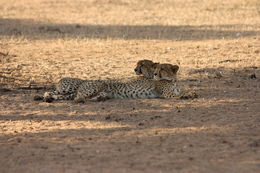 Image de Acinonyx Brookes 1828