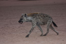 Image of Spotted Hyaenas