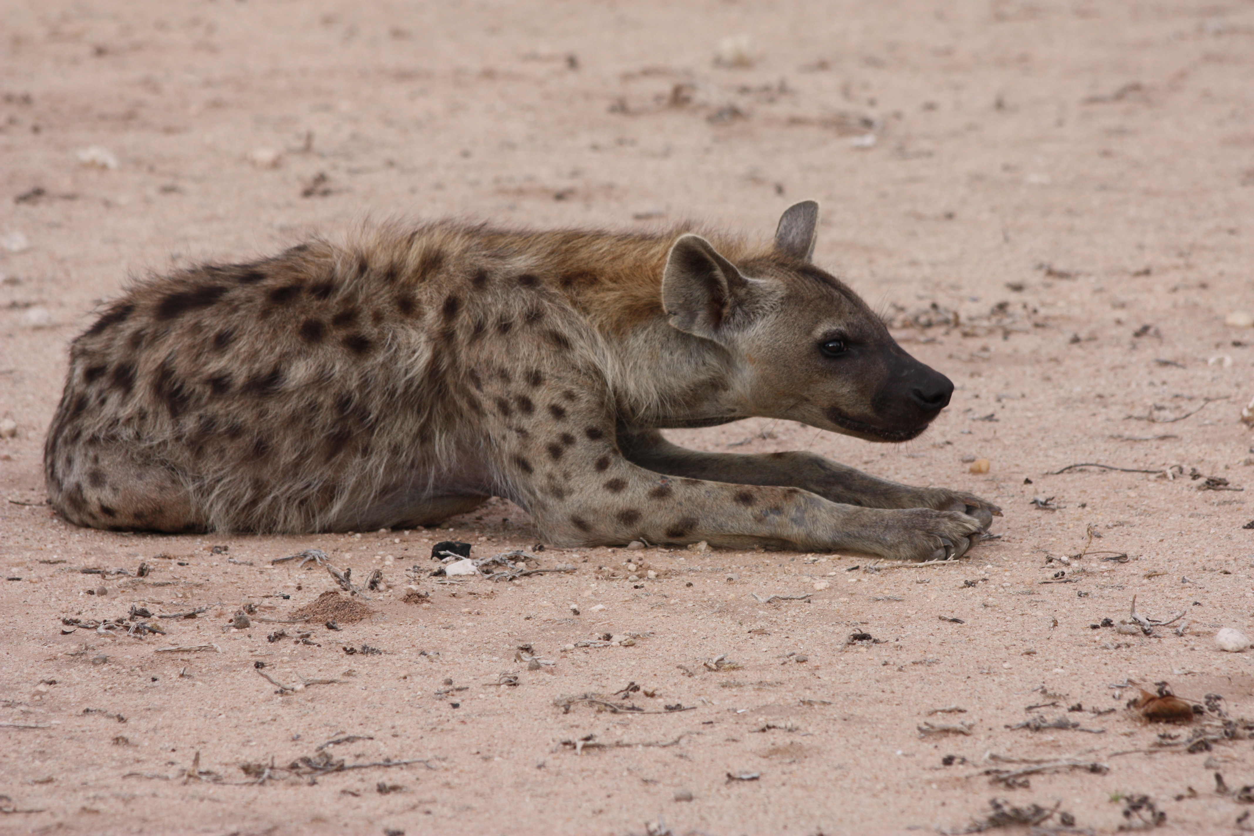 Image of Spotted Hyaenas