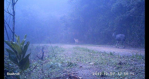 Image of Bushbuck