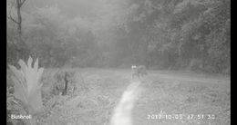 Image of Caracals