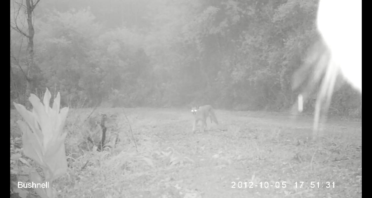 Image of Caracals