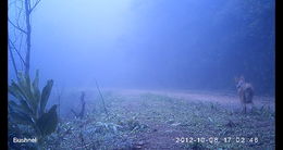 Image of Black-backed Jackal