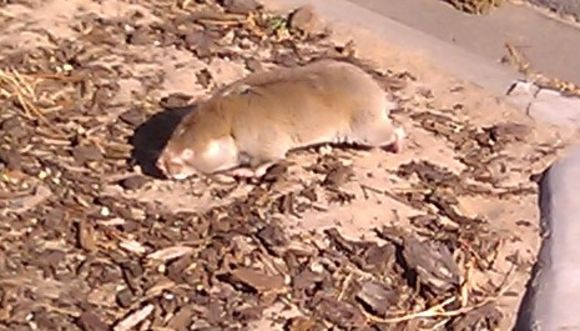 Image of Dune Mole Rats