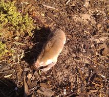 Image of Dune Mole Rats