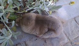 Image of Dune Mole Rats