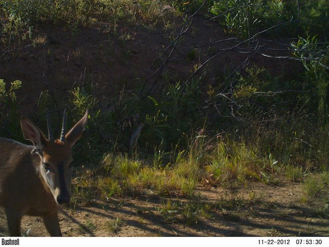 Image of Common Duiker