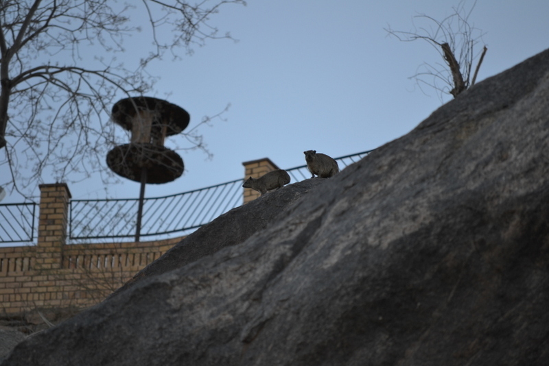 Image of Rock Hyrax