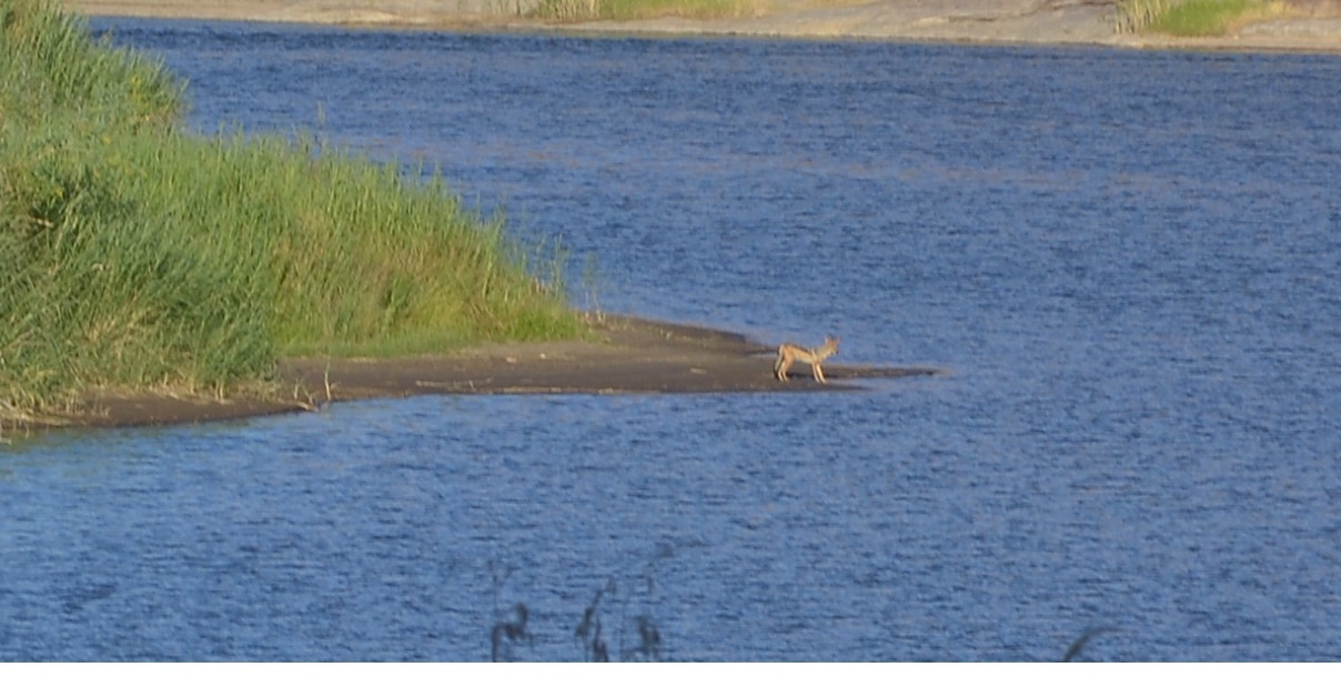 Image of Black-backed Jackal