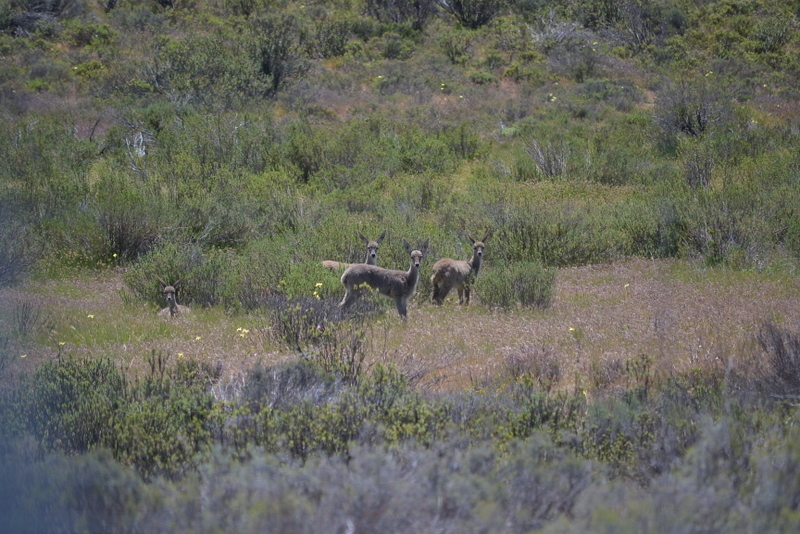 Image of Grey Rhebok