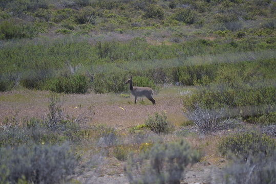 Image of Grey Rhebok