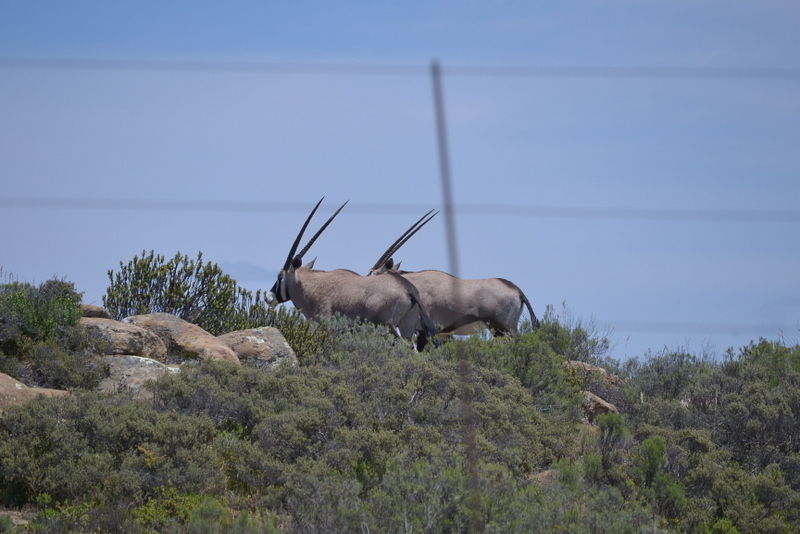 Image of Gemsbok