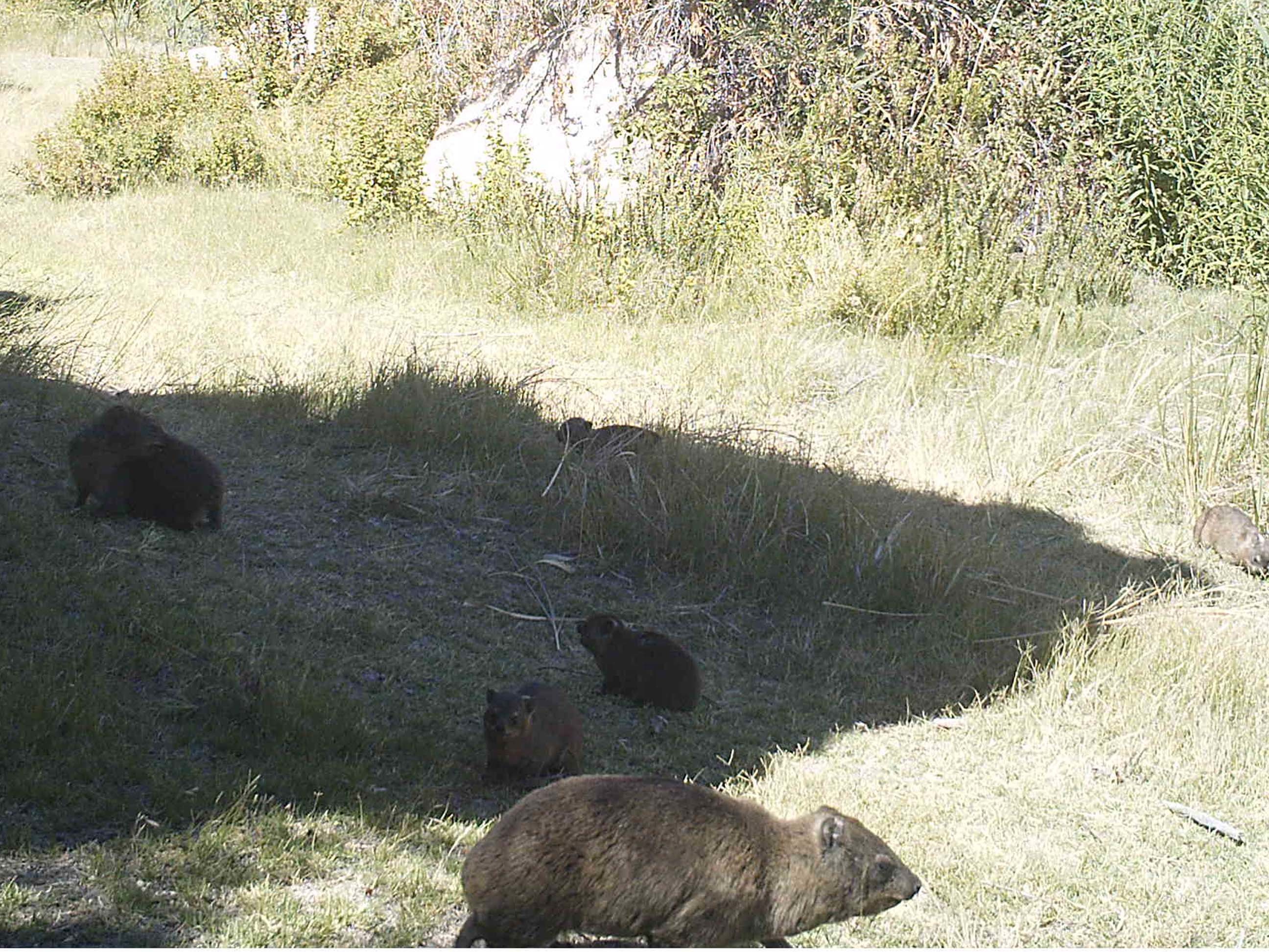 Image of Rock Hyrax