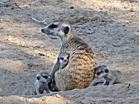 Suricata Desmarest 1804 resmi