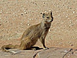 Image of Yellow Mongoose