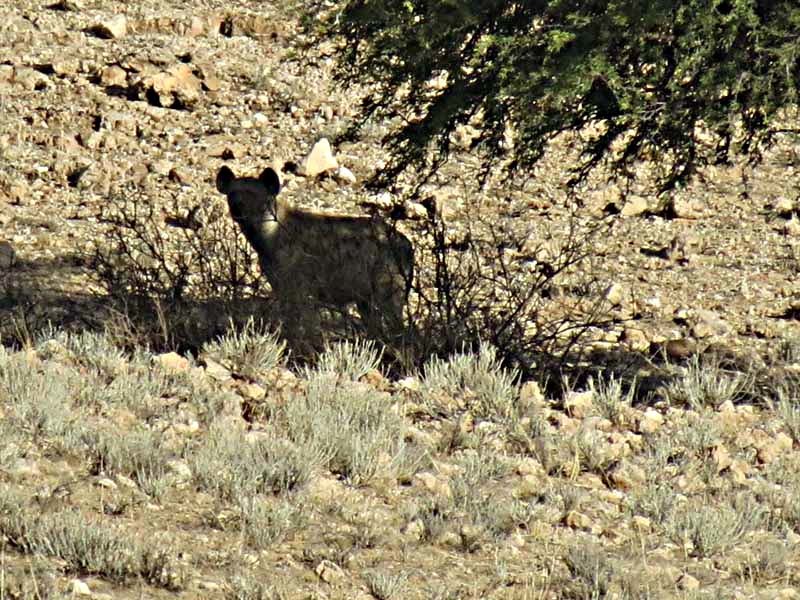 Image of Spotted Hyaenas