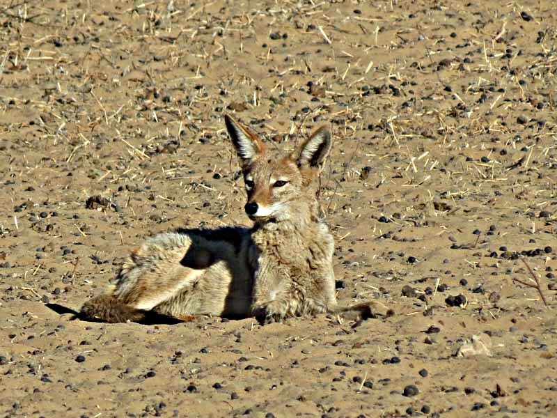 Image of Black-backed Jackal