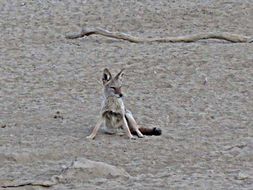 Image of Black-backed Jackal