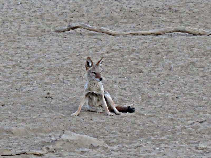 Image of Black-backed Jackal