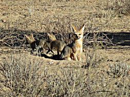 Слика од Vulpes chama (A. Smith 1833)