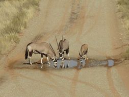 Image of Gemsbok