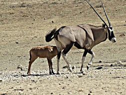 Image of Gemsbok