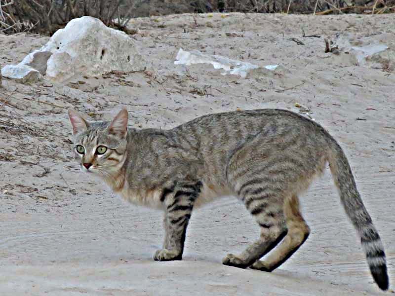 Image of wild cat