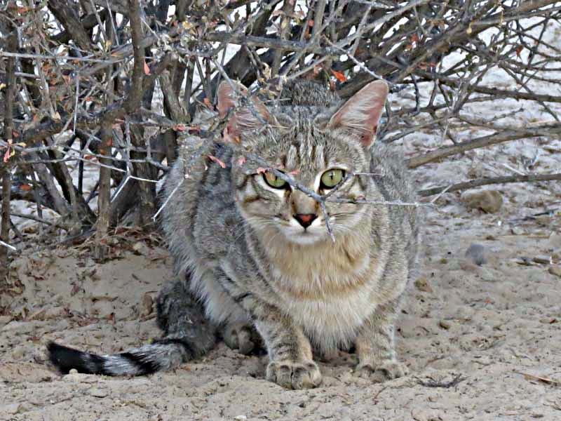 Image of wild cat