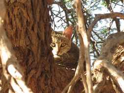 Image of wild cat