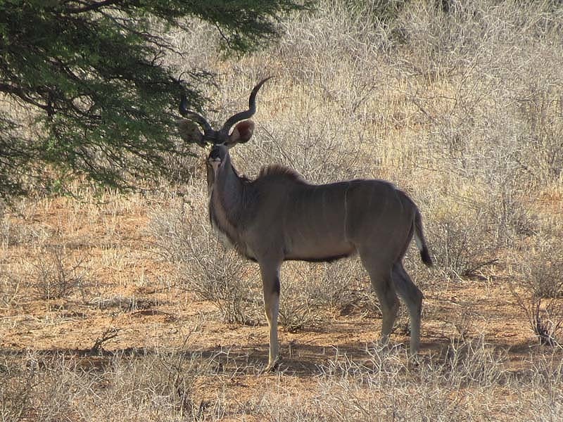 Image of Greater Kudu