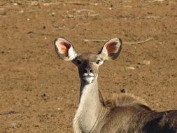 Image of Greater Kudu