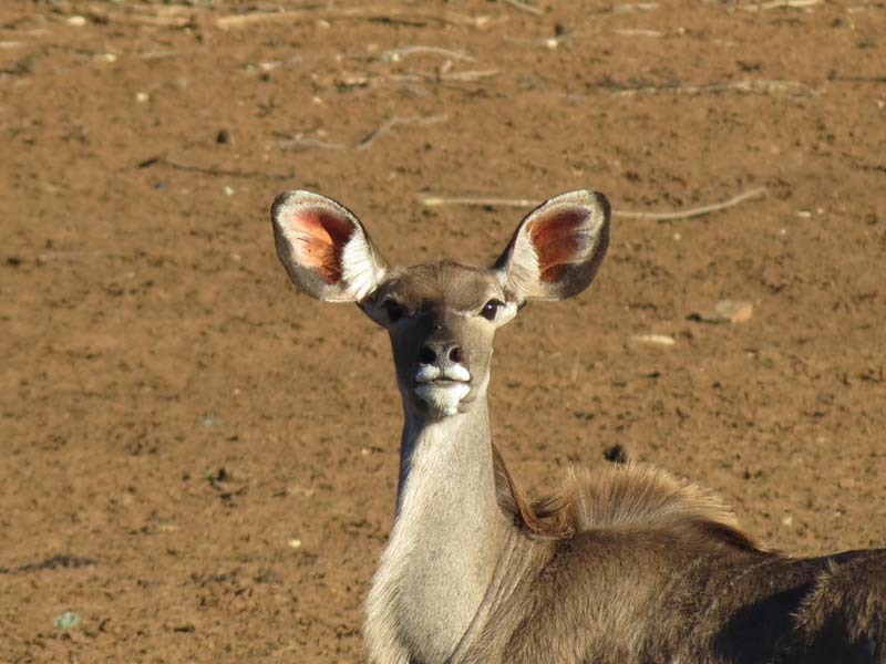 Image of Greater Kudu