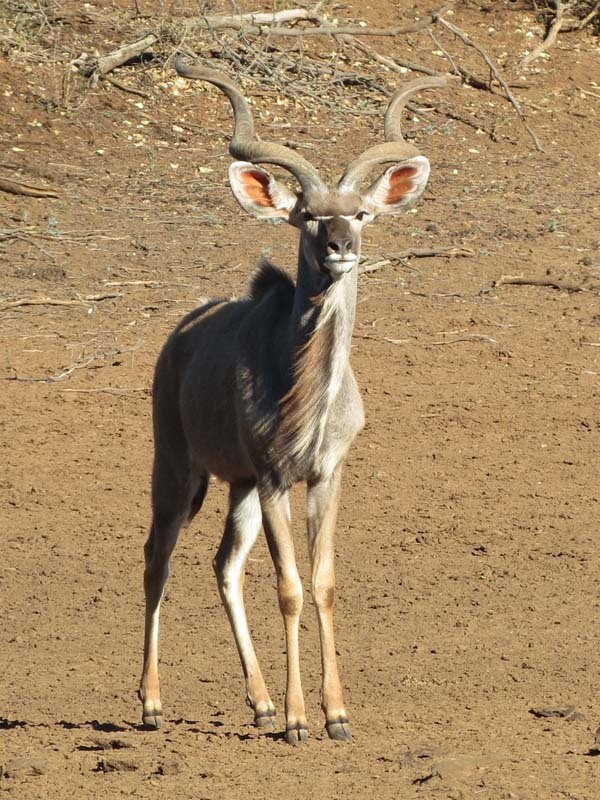 Image of Greater Kudu