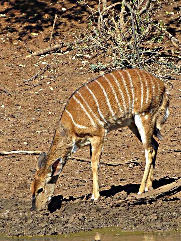 Image of Nyala