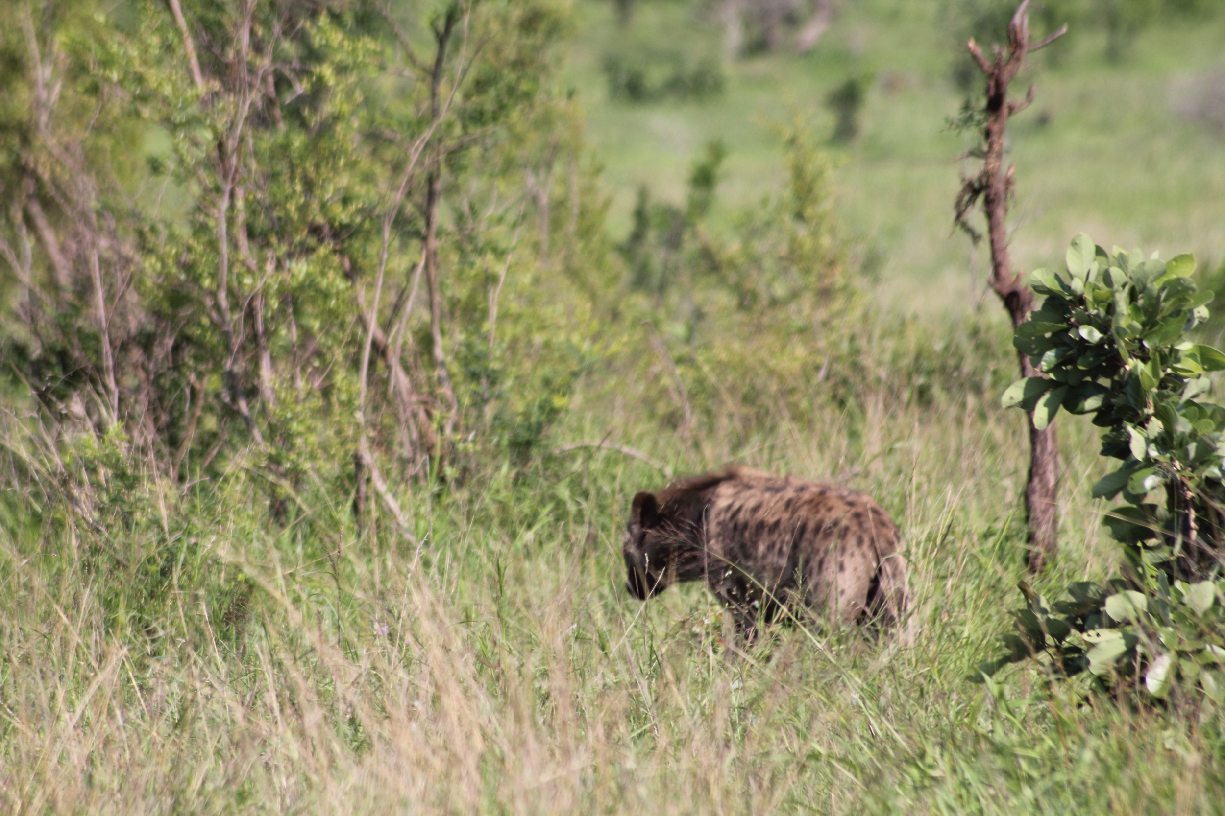 Image of Spotted Hyaenas