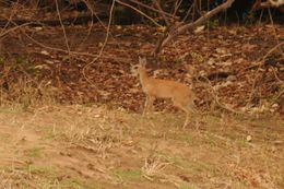 Image of Sharpe's Grysbok