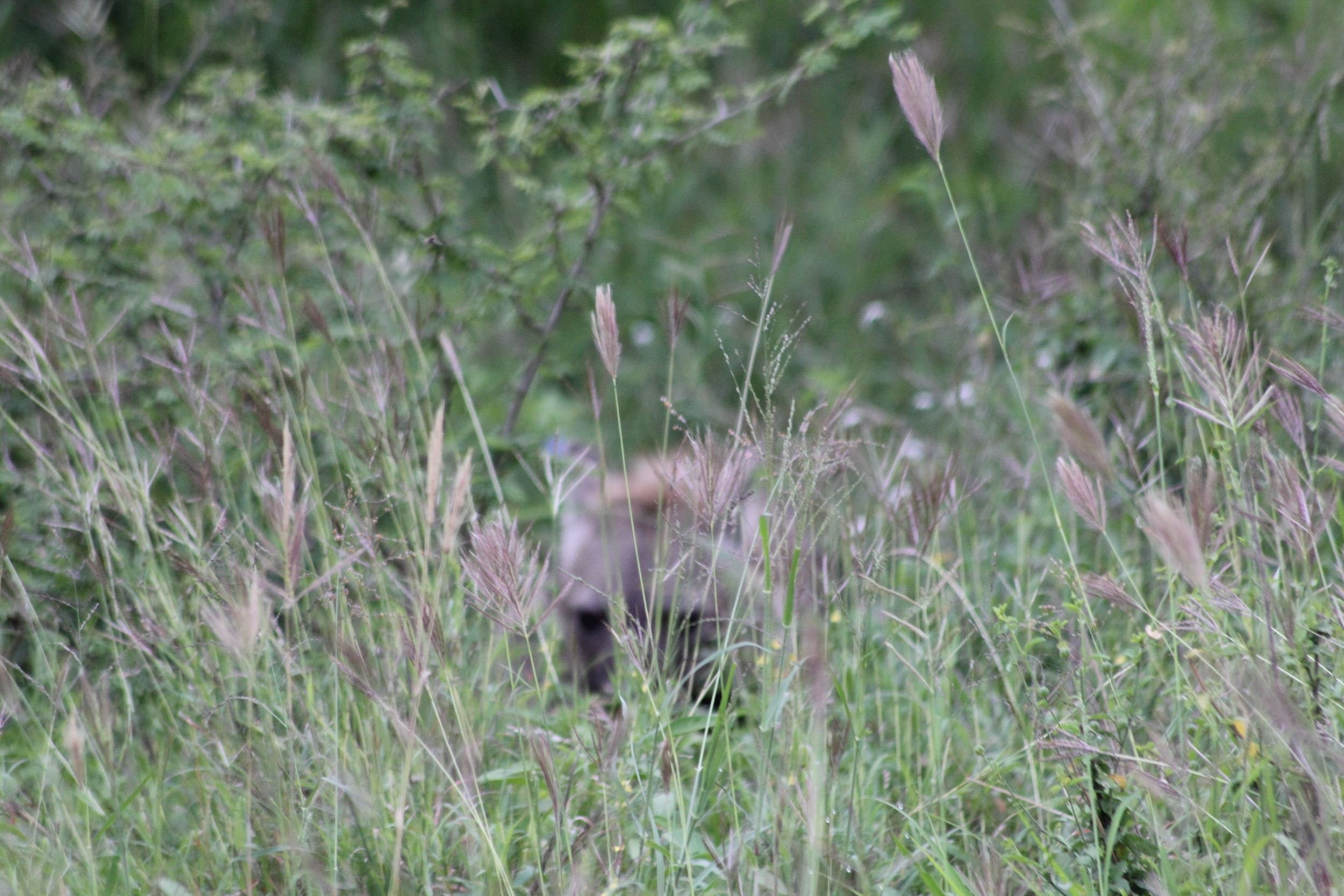 Image of Spotted Hyaenas