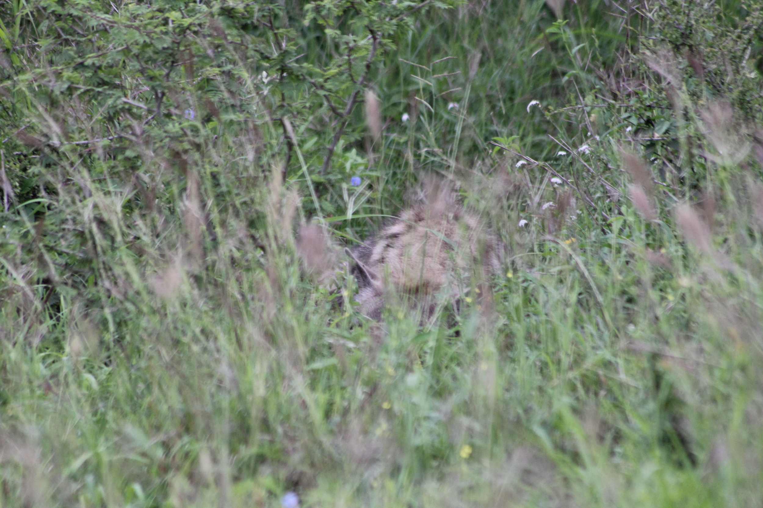 Image of Spotted Hyaenas